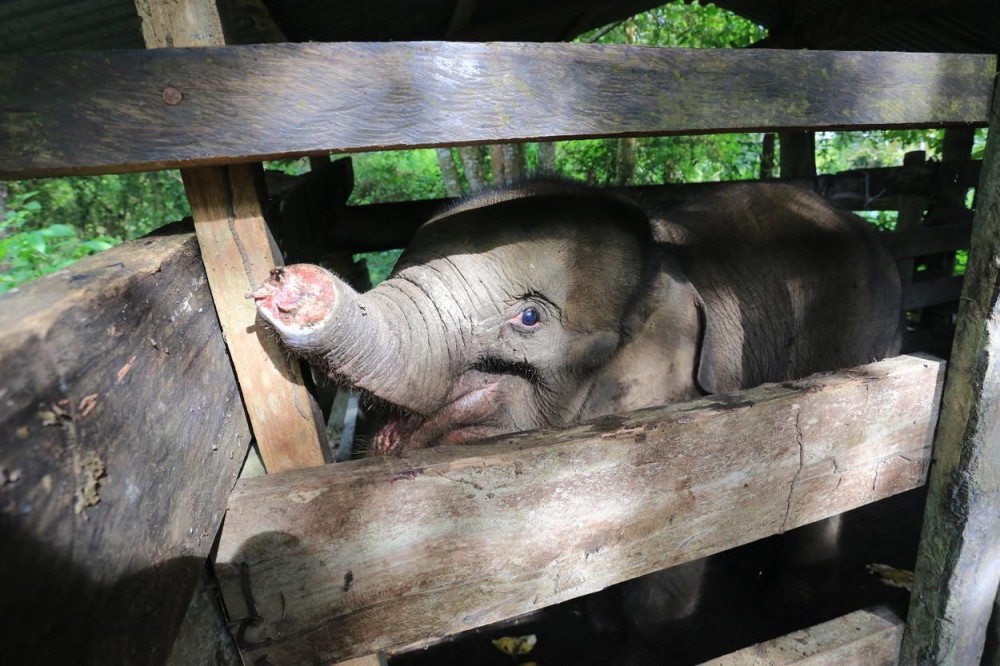 FOTO // Un pui de elefant de Sumatra a murit, după ce o capcană i-a retezat jumătate de trompă